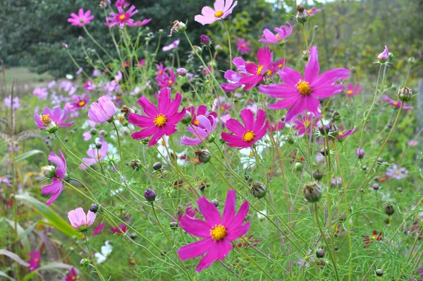 Dekorativní Kosmos Květiny Kvetou Přírodě Květinové Zahradě — Stock fotografie