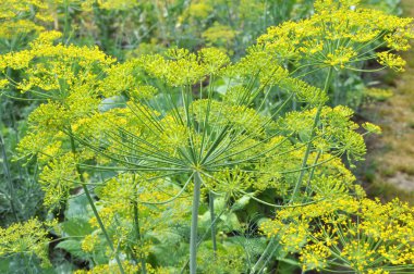 Bahçedeki açık arazide dereotu yetişir (Anethum Graveolens)