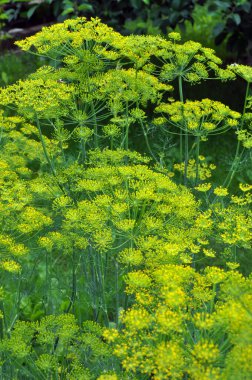 Bahçedeki açık arazide dereotu yetişir (Anethum Graveolens)