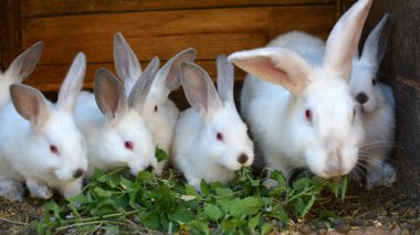 Female rabbit of the Californian breed and its brood
