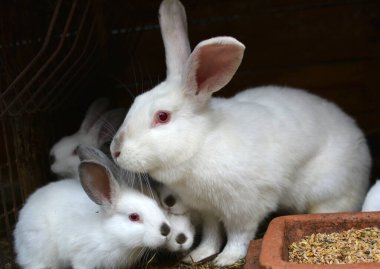 Female rabbit of the Californian breed and its brood