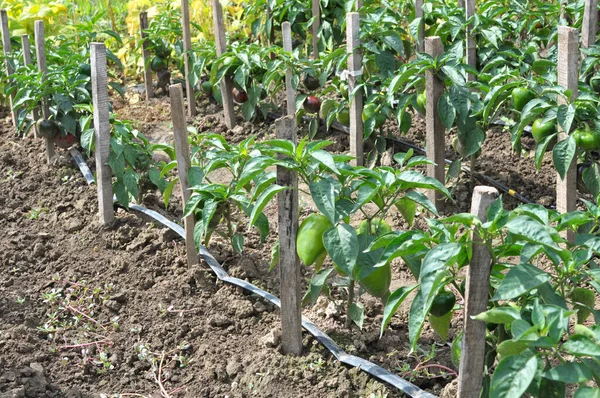 Drip Irrigation Vegetable Crops Growing Organic Open Ground — 스톡 사진