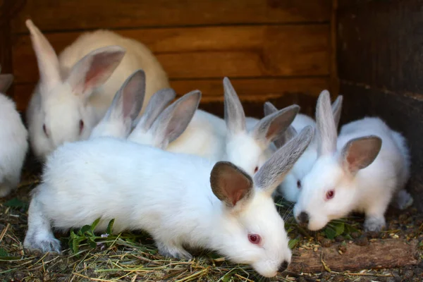 Female Rabbit Californian Breed Its Brood — Foto de Stock