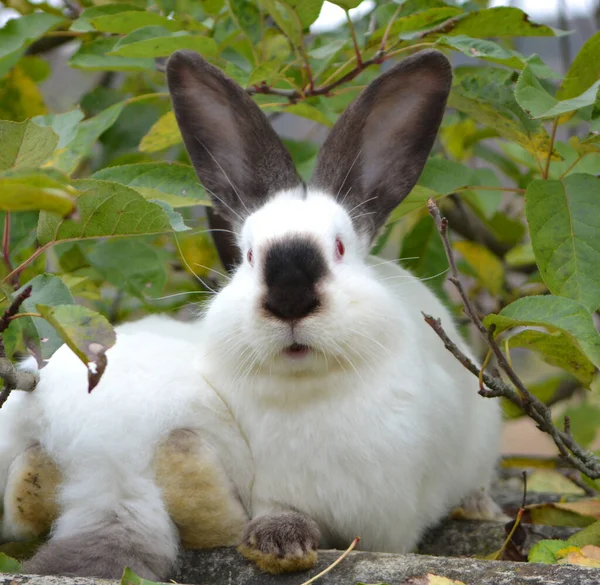 Ein Erwachsenes Kaninchen Der Kalifornischen Rasse — Stockfoto