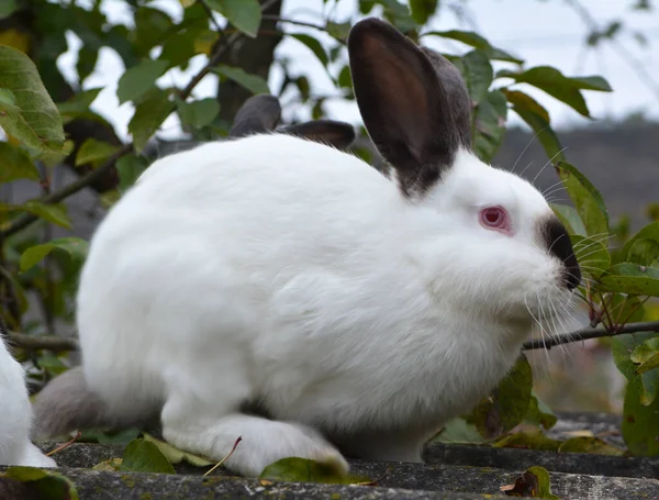 Ein Erwachsenes Kaninchen Der Kalifornischen Rasse — Stockfoto