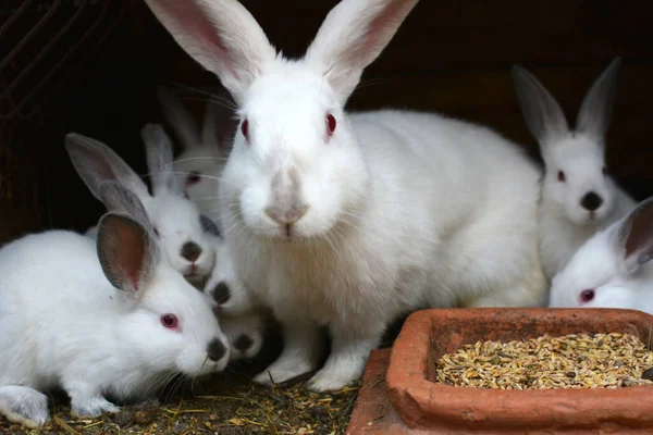 Female Rabbit Californian Breed Its Brood — Stockfoto