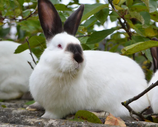 Ein Erwachsenes Kaninchen Der Kalifornischen Rasse — Stockfoto