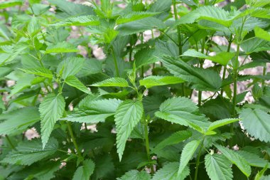 Yeşil yapraklı ısırgan otları doğal çalılıklarda yetişir (Urtica dioica)..