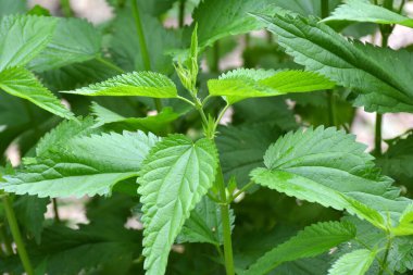 Yeşil yapraklı ısırgan otları doğal çalılıklarda yetişir (Urtica dioica)..