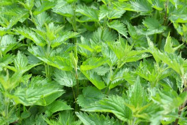Yeşil yapraklı ısırgan otları doğal çalılıklarda yetişir (Urtica dioica)..