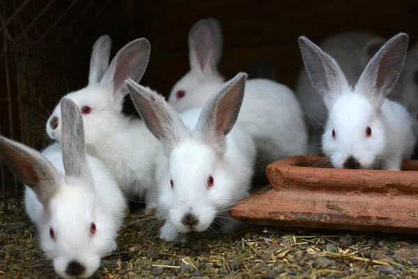 Кролики Калифорнийской Породы — стоковое фото