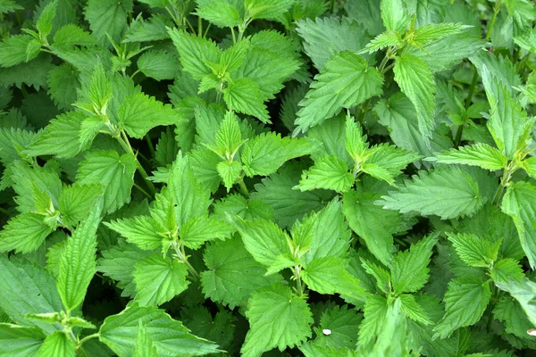 Ortiga Dioica Urtica Dioica Con Hojas Verdes Crece Matorrales Naturales — Foto de Stock