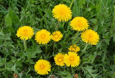 Karahindiba (Taraxacum officinale) baharda vahşi doğada yetişir.