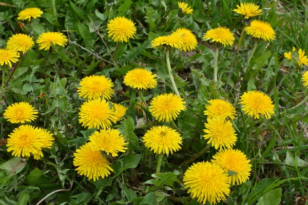 Paardebloem Taraxacum Officinale Groeit Het Voorjaar Het Wild — Stockfoto