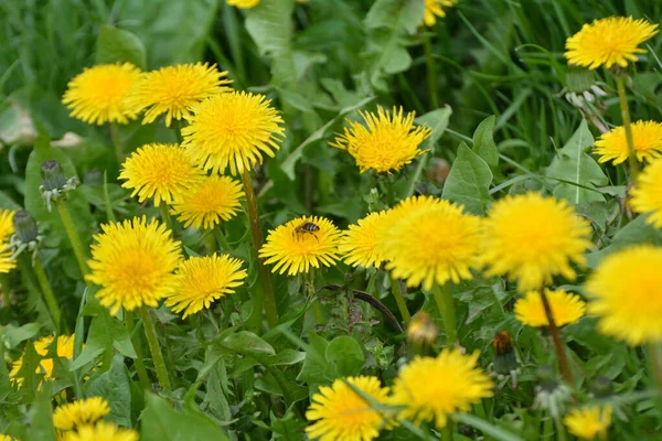 Πικραλίδα Taraxacum Officinale Αναπτύσσεται Στην Άγρια Φύση Την Άνοιξη — Φωτογραφία Αρχείου