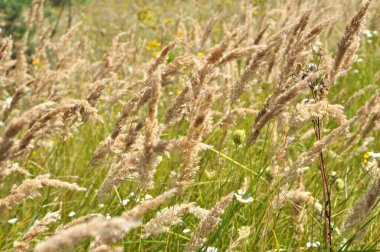 Calamagrostis epigejos grows in the wild among grasses.