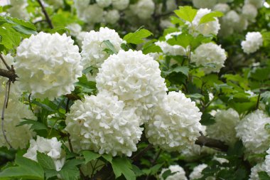 Süslü çalı viburnum opulus çiçekleri doğada beyaz çiçek açar.