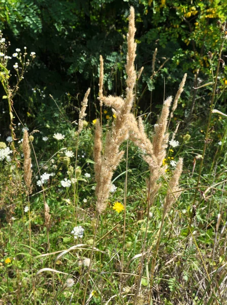 Calamagrostis Epigejos Grows Wild Grasses — Stockfoto