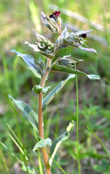 Bland Örterna Det Vilda Blommar Nonea — Stockfoto