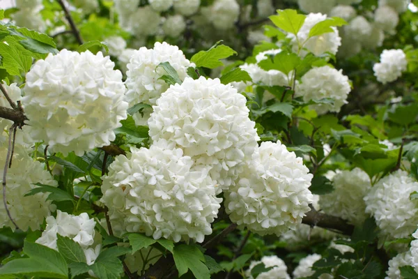 Virágok Díszbokor Viburnum Opulus Virágzik Fehér Jellegű — Stock Fotó