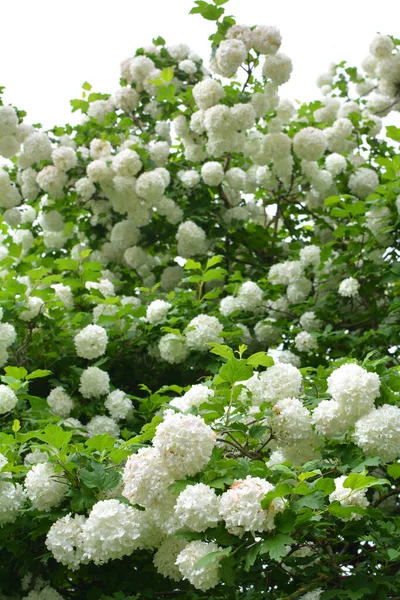 观赏灌丛中的花朵在自然界中盛开 呈白色 — 图库照片