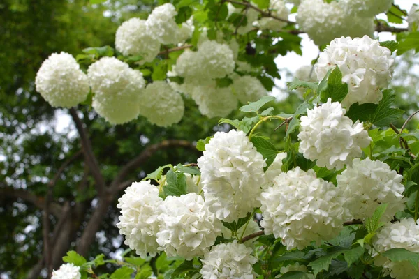 Kwiaty Ozdobnego Krzewu Viburnum Opulus Kwitną Biały Naturze — Zdjęcie stockowe