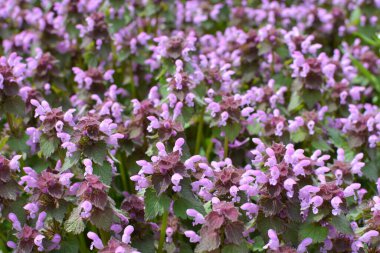 Vahşi, sağır, ısırgan otu morunda çiçek açar (Lamium purpureum))