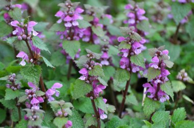 Vahşi, sağır, ısırgan otu morunda çiçek açar (Lamium purpureum))