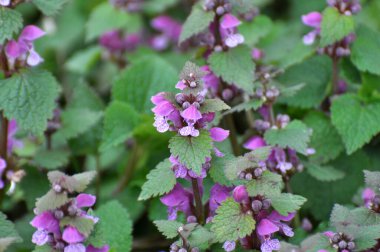 Vahşi, sağır, ısırgan otu morunda çiçek açar (Lamium purpureum))