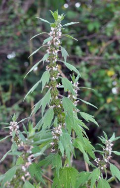 Otların arasındaki çayırlarda büyüyen ve açan köpek ısırgan otları beş ağızlıdır (Leonurus quinquelobatus)