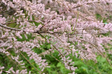 Baharda, süs bitkisi tamariks doğada yetişir.