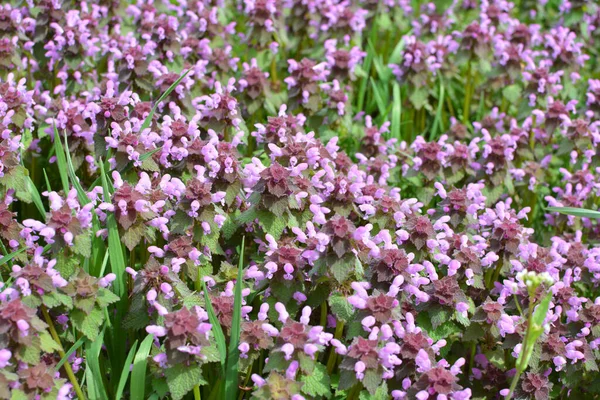 Kvete Divoké Neslyšící Kopřivové Fialové Lamium Purpureum — Stock fotografie