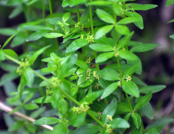 Pianta Selvatica Cruciata Glabra Cresce Primavera Nella Foresta — Foto Stock