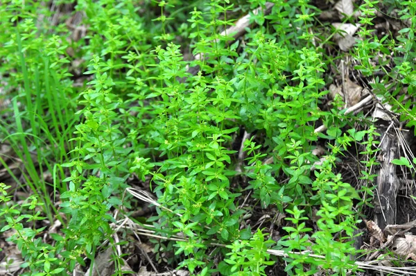 Wild Plant Cruciata Glabra Grows Spring Forest — Stock Photo, Image