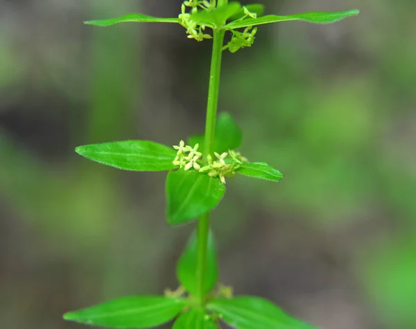 Cruciata Glabra Vadon Termő Növény Tavasszal Erdőben — Stock Fotó