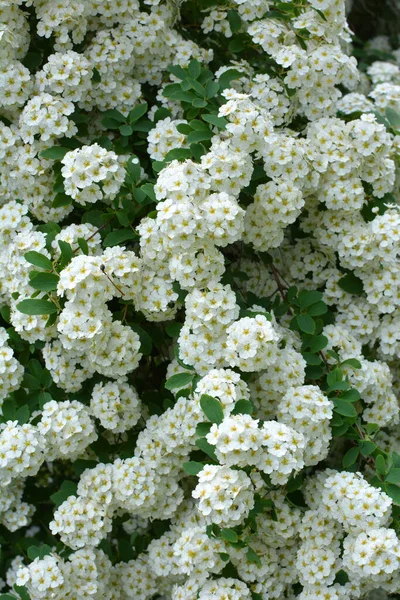 Ornamental Spirea Bush Blooms Garden — 스톡 사진