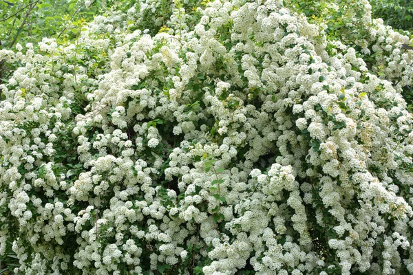 Ornamental Spirea Bush Blooms Garden — 스톡 사진