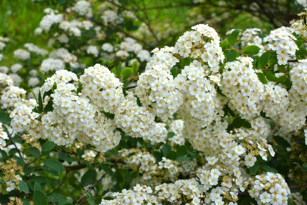 Prydnads Spirea Buske Blommar Trädgården — Stockfoto