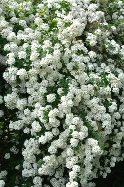 Arbusto Espirea Ornamental Florece Jardín — Foto de Stock
