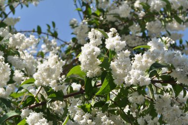 Yaz başında, Deutzia doğada çiçek açar.