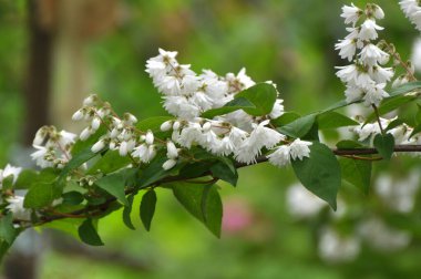 Yaz başında, Deutzia doğada çiçek açar.