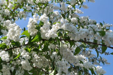 Yaz başında, Deutzia doğada çiçek açar.
