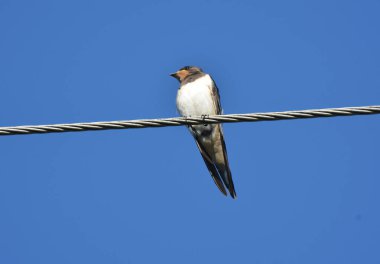 Bir sabah önce, sıcak hava sahasında birkaç gün boyunca kırlangıçlar toplanıp kabloların üzerine otururlar.