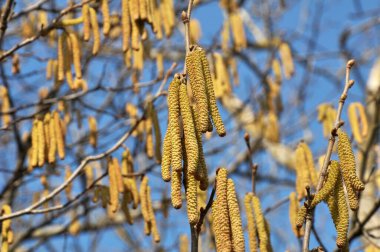 İlkbaharda ormanda yaygın ela (Corylus avellana) çiçek açar