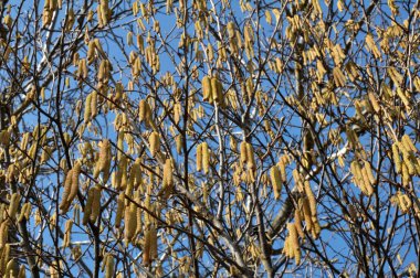 İlkbaharda ormanda yaygın ela (Corylus avellana) çiçek açar
