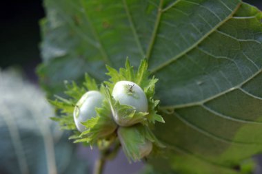 Fındıklar fındık dalında olgunlaşır.