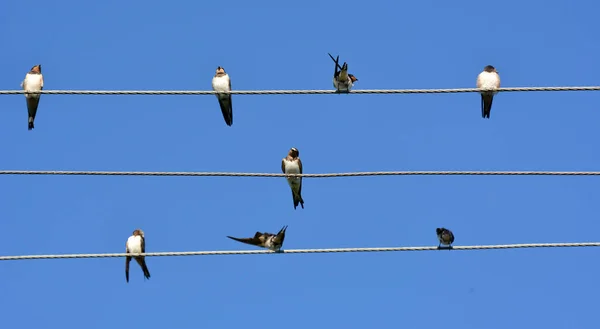 Mañana Anterior Cómo Volar Zona Más Cálidal Durante Unos Días — Foto de Stock