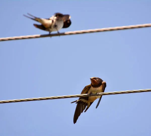 Mañana Anterior Cómo Volar Zona Más Cálidal Durante Unos Días — Foto de Stock