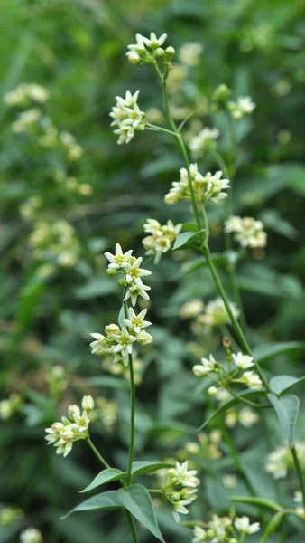 Primavera Vincetoxicum Hirundinaria Fiorisce Natura Nella Foresta — Foto Stock