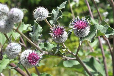 Burdock (Arctium) yazın doğada yetişir